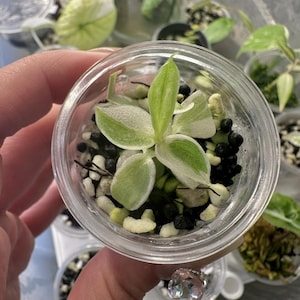 Variegated Monstera White Snow | 6" Potted Plant - Etsy