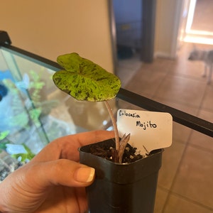 Rachel ha añadido una foto de su compra