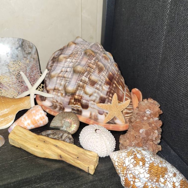 X-large Precious Wentletrap 1.75-2.25