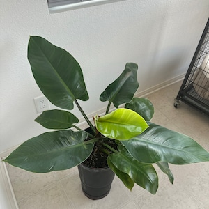 Nina a ajouté une photo de son achat