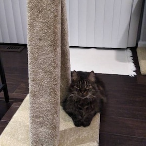Tricia added a photo of their purchase