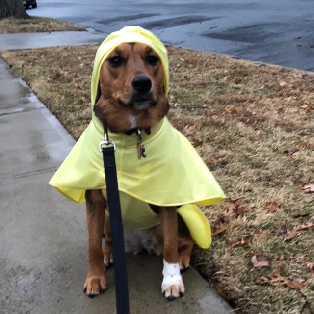 Extreme Winter Dog Coat Tough dog coat custom dog coat Etsy