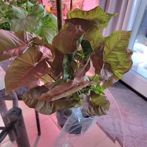 Valerie added a photo of their purchase