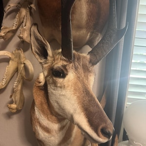 Kimber added a photo of their purchase
