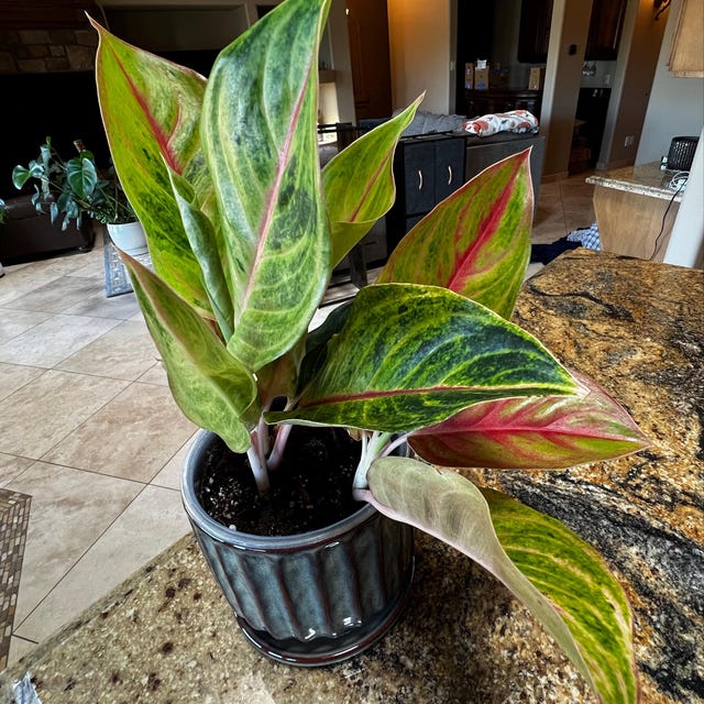 Aglaonema 'golden Fluorite' in 6" - Etsy