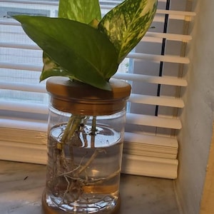 Hylian added a photo of their purchase