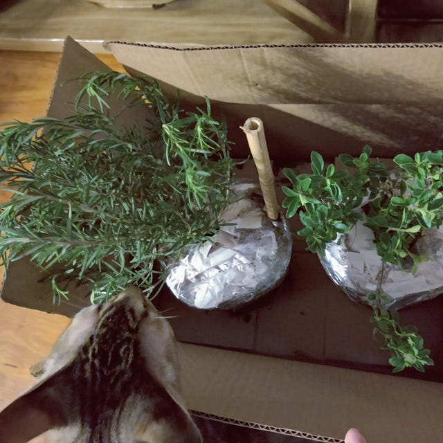 Upright Rosemary Live 1 Gallon Plant - Etsy 日本