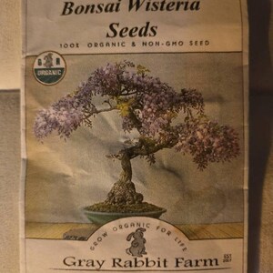 wisteria chinese Wisteria sinensis: Chinese Wisteria Seeds main image 1