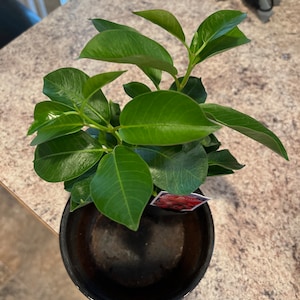 Beverly added a photo of their purchase