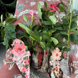 Mandevilla Sun Parasol Fired-up Coral Starter Plant - Brilliant