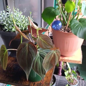 Whitney added a photo of their purchase
