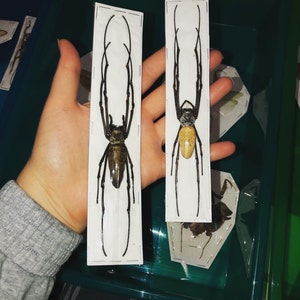 jessica ha aggiunto una foto del proprio acquisto
