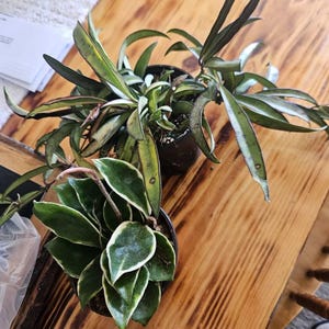 Maria added a photo of their purchase
