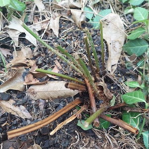 katie ha añadido una foto de su compra