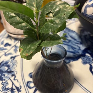 mj added a photo of their purchase