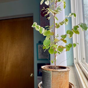 Sarah ha añadido una foto de su compra