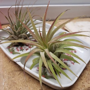 Robin added a photo of their purchase