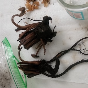 Russian Comfrey Root Crown Split Bocking 14 - Etsy
