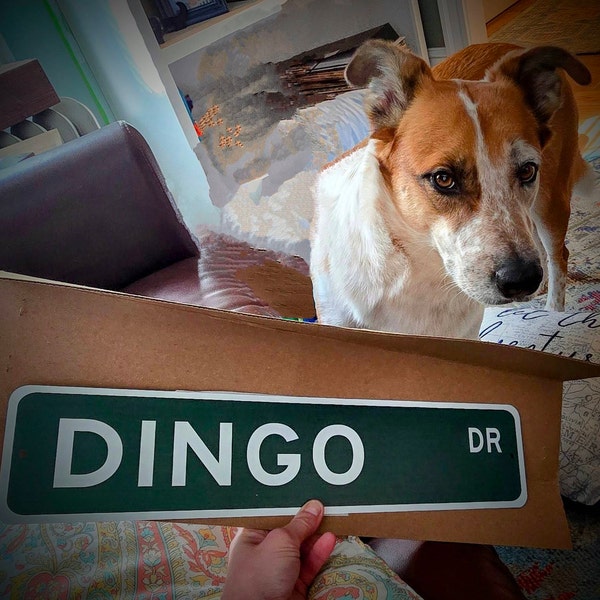 Dingo, Dingo Gift, Dingo Sign, Dingo Decor, Dingo Expert, Wild Animal ...