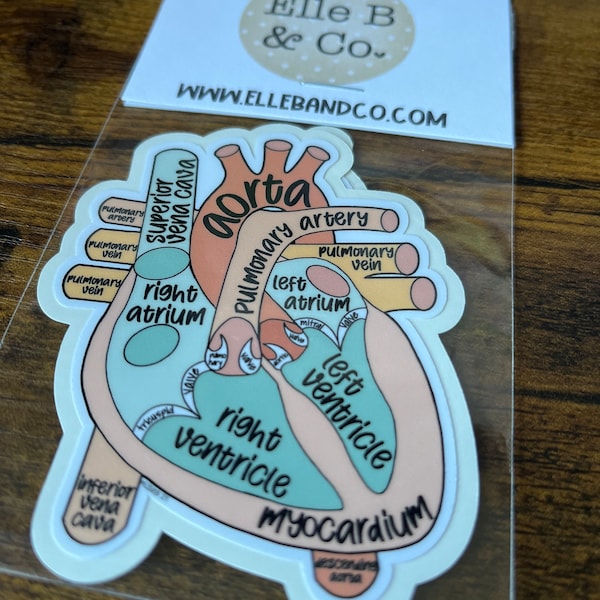 Anatomical Heart Sticker | Hand Drawn | Water Resistant Vinyl Sticker ...