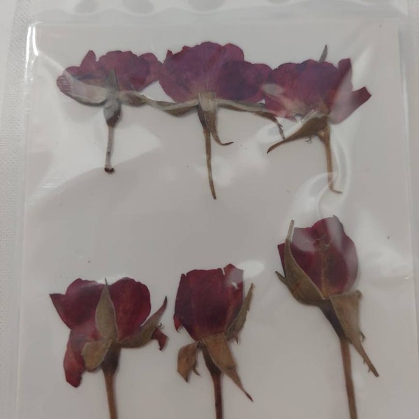 Pressed Flowers,a Pack of 6 PCS Dried Pressed Flowers Bud,dried Flower ...
