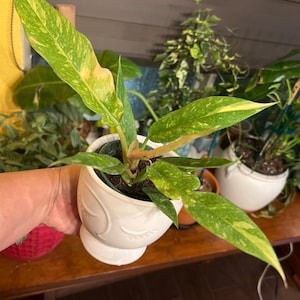 Cinthia added a photo of their purchase