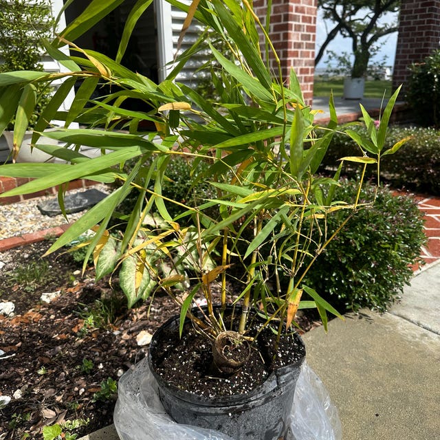 fake palm plant High Quality Artificial Cycas Palm Tree With Pot FREE SHIPPING – AMG
