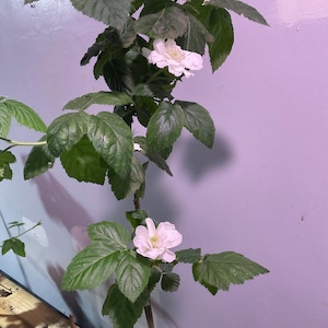 Michael added a photo of their purchase
