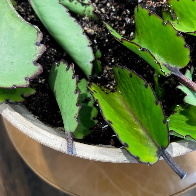Buy Hawaiian Air Plant/kalanchoe Pinnata/loose Leaves/container  Garden/houseplantvery Easy to Grow/succulent Online in India - Etsy