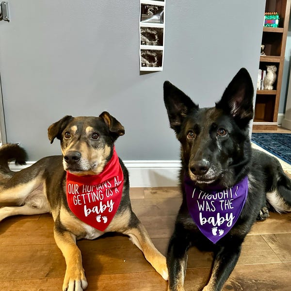 Pregnancy Announcement Dog Bandanas Our Humans Are Getting Us A Baby Dog Bandana I Thought I