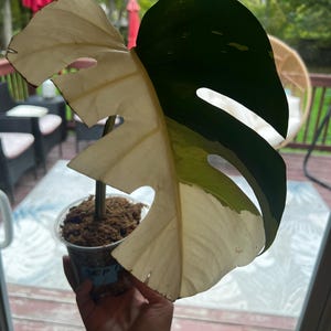 Ali added a photo of their purchase