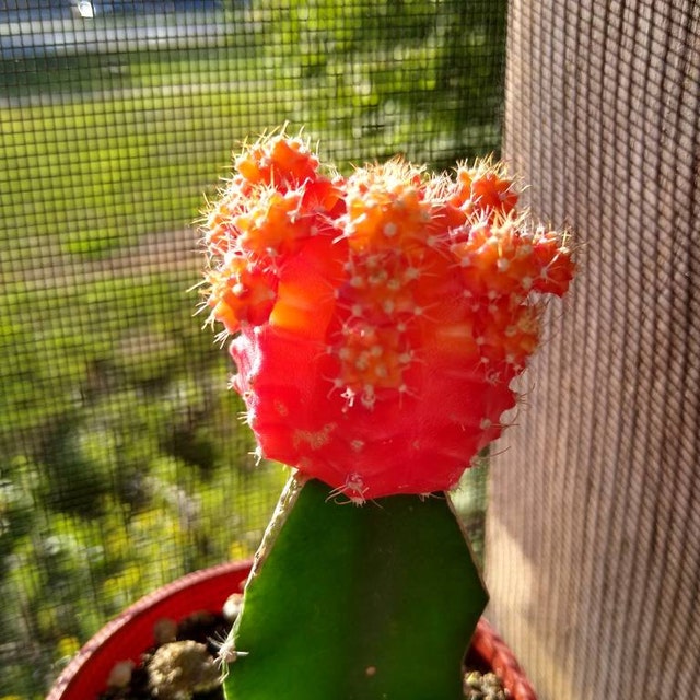 Grafted Orange Cactus Plant - Etsy.de