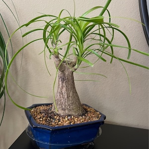 Dwarf Ponytail Palm Bonsai: Indoor Red Streak Leaves - Etsy