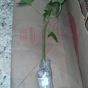 Jamie added a photo of their purchase