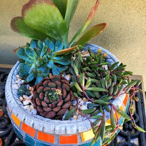 Ruby Necklace Succulent,4" Potted Succulent, Drought Tolerant, Hanging  Succulent,succulent Plants - Etsy