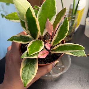 Elybeth added a photo of their purchase