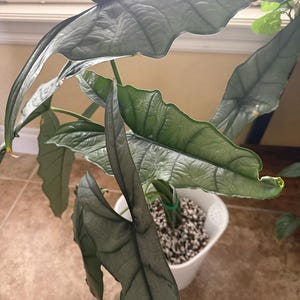 Denise added a photo of their purchase