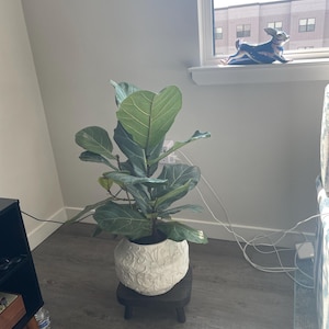 Pallavi added a photo of their purchase