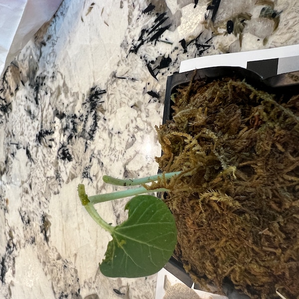 Musa-ice CREAM (BLUE JAVA)- Live Banana Tree-healthy Well Rooted ...