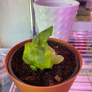 Melissa ha aggiunto una foto del proprio acquisto