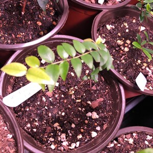 Purple Malay Apple Syzygium Malaccense Fruit Tree Starter | Etsy