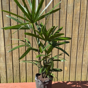 Hygge added a photo of their purchase