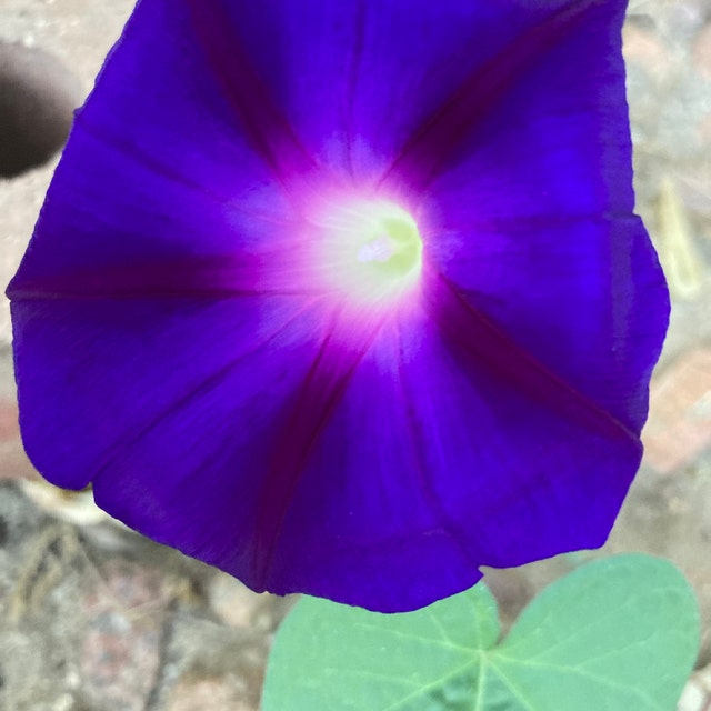 Morning Glory - Knowlians Black #92 - Etsy