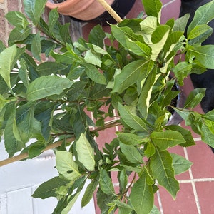 Suzannah added a photo of their purchase