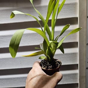 Bratonia Charles M. Fitch 'izumi' AM/AOS, Orchid Plant - Etsy