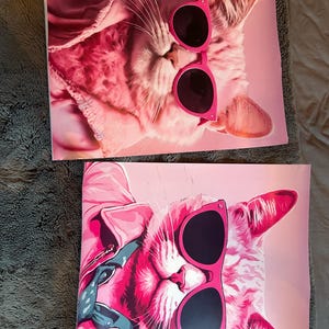 サングラスをかけたクールなピンクの子猫、ピンクの猫のギフト、猫好き