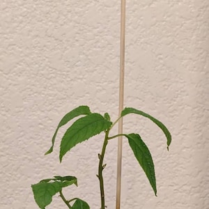 rafikikita ha añadido una foto de su compra