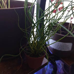 Juli added a photo of their purchase