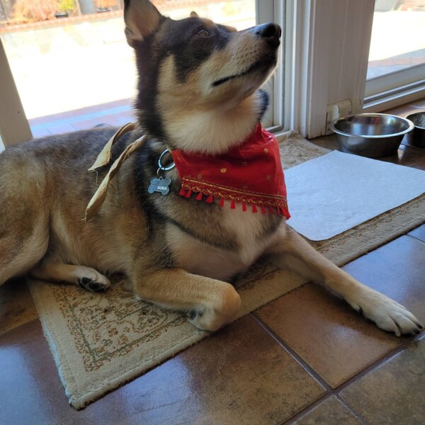Dog Sherwani: Indian Wedding Outfit, Luxury Pet Clothing - Etsy