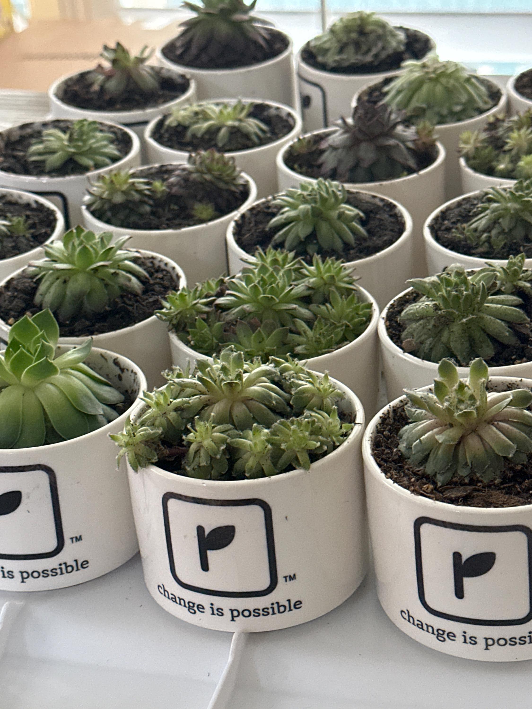 Thank you Gift for Teacher, End of Year Gift, Personalized Planter, Teacher Appreciation, Desk Planter, Custom Succulent Pot, Teacher Gift